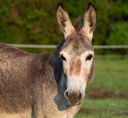 Donkey on the Farm Democrat Jackass