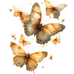 Watercolor butterfly , isolated on white