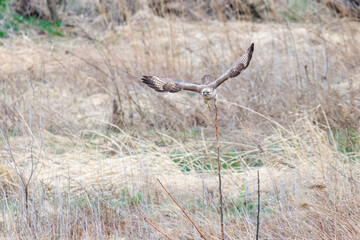 葦原から飛び出す美しいノスリ（タカ科）。

日本国群馬県、利根川河川敷にて。
2024年3月23日撮影。

A beautiful Eastern Buzzard (Buteo japonicus, family comprising hawks) flying out of a reed bed.

At Tonegawa riverbed, Gunma, Japan,
photo by Mar