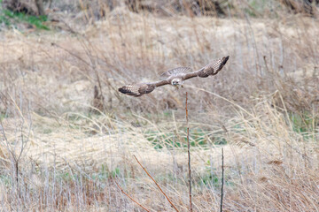 葦原から飛び出す美しいノスリ（タカ科）。

日本国群馬県、利根川河川敷にて。
2024年3月23日撮影。

A beautiful Eastern Buzzard (Buteo japonicus, family comprising hawks) flying out of a reed bed.

At Tonegawa riverbed, Gunma, Japan,
photo by Mar