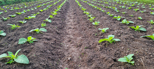 Tobacco plant growing in the field	
