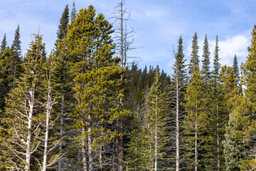 Rocky Mountain National Park, Forests During Spring