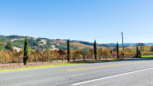 A serene country road runs alongside a vibrant vineyard under the expansive blue sky, with hills in the distance.