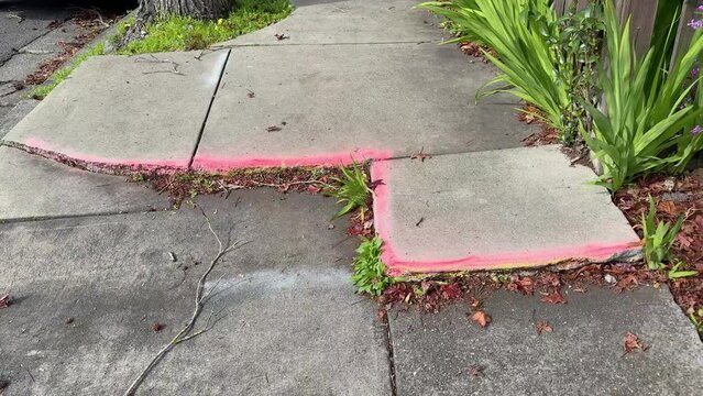 disrupted sidewalk, with uneven concrete slabs edged in pink, next to urban greenery.