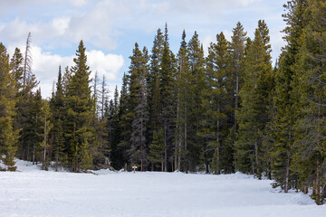Forest in Rocky Mountain National Park, Emerald Lake