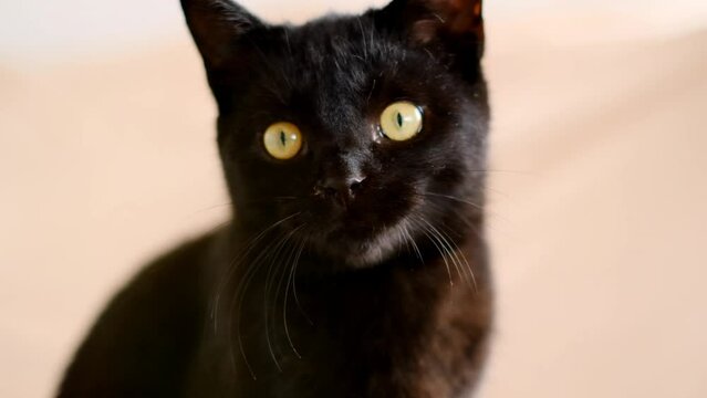 look of a kitten. Black kitten emotional portrait. Black smooth-haired kitten looks thoughtfully at the camera. High quality 4k footage