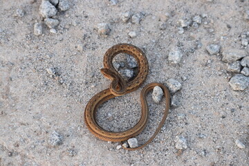 serpiente snake
