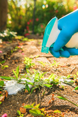 Removing weeds from tiles.Splashes of spray fly into the grass growing on the paving slabs of the...