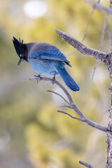 Steller's Blue Jay, Rocky Mountain National Park Wildlife, Colorado