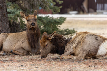 Rocky Mountain Wildlife, Estes Park Elk