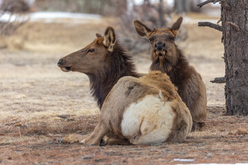 Elk Herd in Estes Park Colorado, Spring Season Colorado
