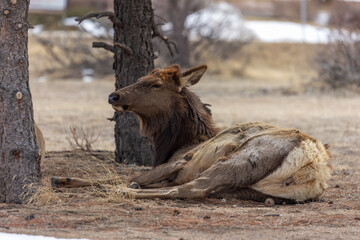 Elk in Downtown Estes Park Colorado