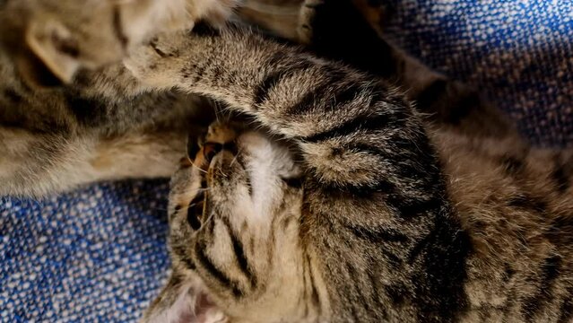 Kittens play and bite. Tabby Scottish Fold and Straight-eared kittens play and bite each other on a blue blanket. View from above. 4k footage