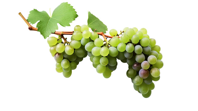 Bunches of grapes with leaves isolated on a transparent background 