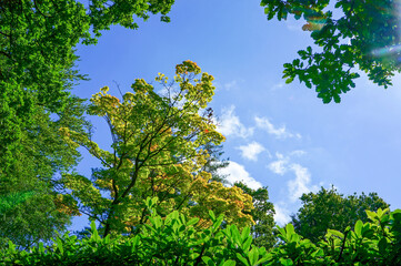 天気がいい日に森の中で空を見上げる