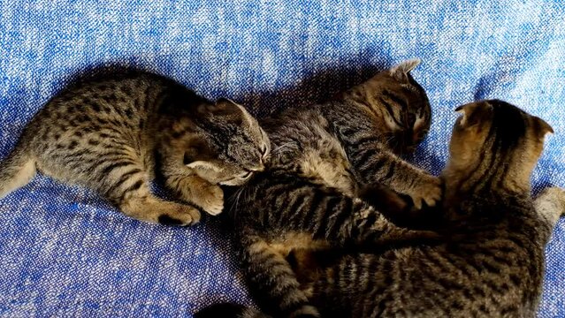 Kittens play.Pet Games.Emotions of cats. Tabby Scottish Fold and Straight-eared kittens play and bite each other on a blue blanket.Slow motion. View from above.4k footage