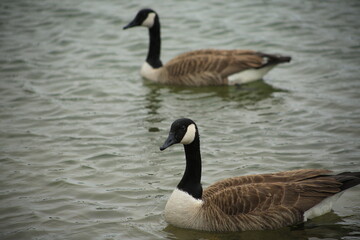 Canada geese 