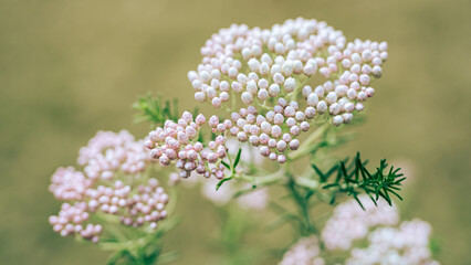 ライスフラワー