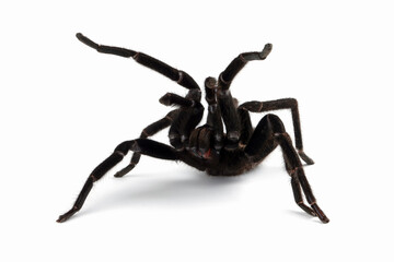 Selenocosmia javanensis is tarantula species native to Java, Indonesia.