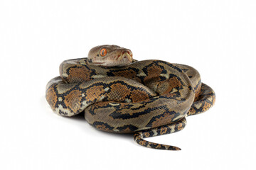 The Reticulated Python (Malayopython reticulatus) is a python species native to Southeast Asia.