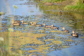 patos, ducks