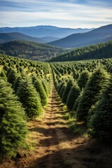 Dirt road cuts through Christmas tree farm with mountains in the background