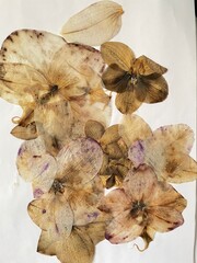 browning, molding pressed orchid flowers