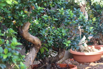 Obraz premium Beautiful ficus bonsai plant in the pots with closeup