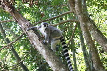 ワオキツネザル　マダガスカル