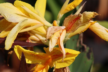 Canna Yellow King Humbert Flower Closeup Images