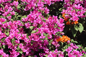 Beautiful Pink Bougainvillea Flower Closeup with leaves