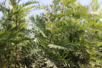 Fototapeta premium Southern silky oak closeup with green leaves background