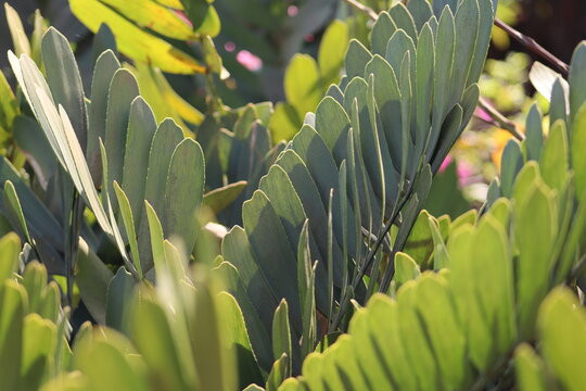Zamia furfuracea green leaves closeup wallpaper