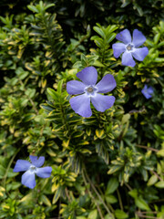 Greater periwinkle, Glasgow, Scotland, UK