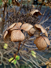 Glasgow, Scotland, UK