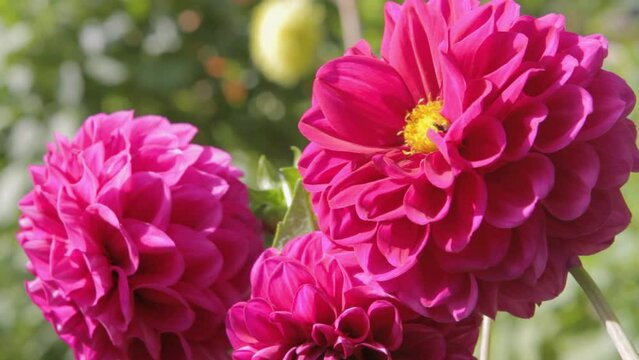 Bright pink dahlias with a visiting bee on a sunny day, vibrant colors and natural setting