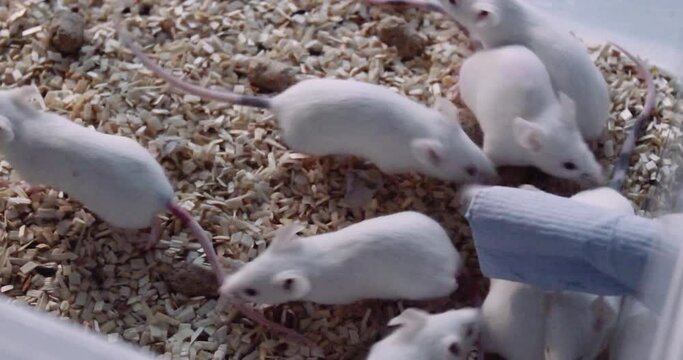 white experimental mice, laboratory animals for drug tests, experiments, research