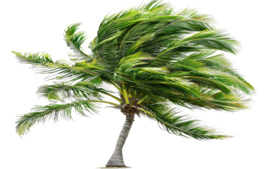 Palm Tree Dancing in the Wind Isolated on Transparent Background PNG.