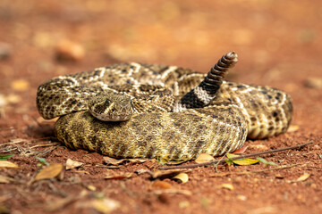The Western Diamondback Rattlesnake (Crotalus atrox) coiled with rattle erect.