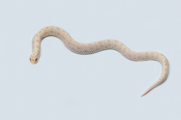 The Western Hognose Snake (Heterodon nasicus) is a species of snake endemic to North America. 