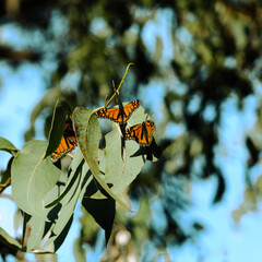 Monarch Butterfly Migration