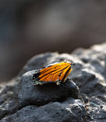 Broken Monarch Butterfly wing