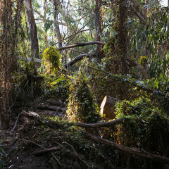 Ivy covered Eucalyptus Grove