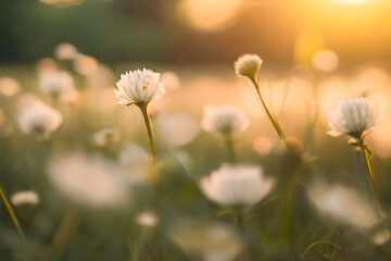 dream fantasy soft focus sunset field landscape of white flowers and grass meadow warm golden hour sunset sunrise time bokeh tranquil spring summer nature closeup abstract blurred forest background Ge