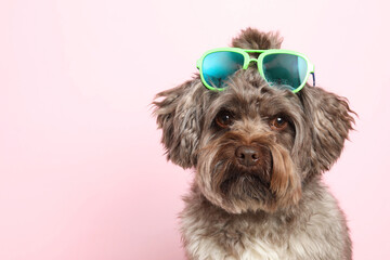 Cute Maltipoo dog with sunglasses on pink background, space for text. Lovely pet