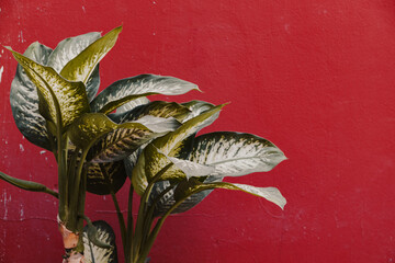 Green plant on the red wall background