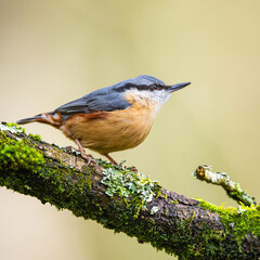 Eurasian Nuthatch, Sitta europaea in forest at winter sun