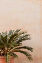 Palm tree on the stone beige background