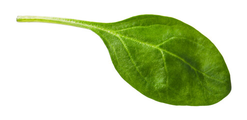 One fresh spinach leaf isolated on white