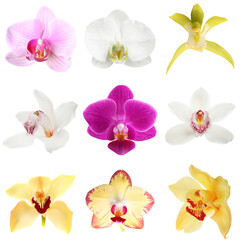 Different beautiful orchid flowers isolated on white, set